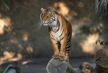 This image shows a stoic wild tiger standing alert on the edge of a log.