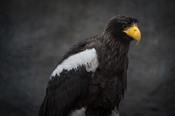 This close up image shows a wild Steller's sea eagle gazing into the distance. 