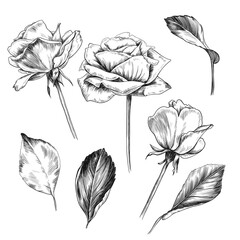 Roses set, vintage vector sketch illustrations.