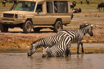 Zebras trinken Wasser im Ngorogoro Krater © Norbert