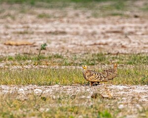 Cute pair of chestnut sand grouse while looking at opposite directions