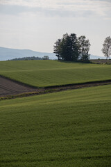 初夏の緑のムギ畑
