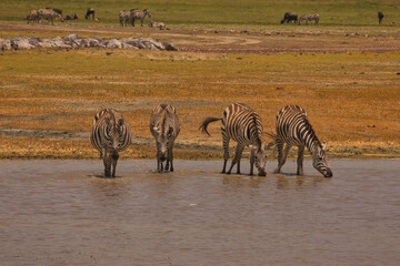 Fototapeta na wymiar Zebras trinken Wasser im Ngorogoro Krater
