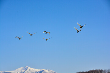 青空を飛ぶハクチョウと雪山の山頂　富良野岳

