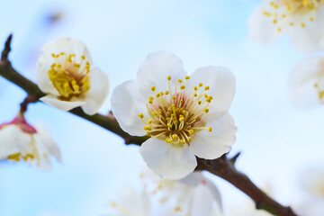 春に咲く白い梅の花 - 592597412
