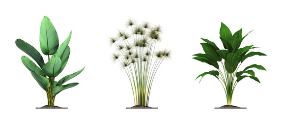 Fototapeta na wymiar decorative flower in a pot isolate on a transparent background, 3D illustration, cg render