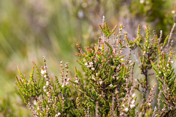 Heather in Dorset