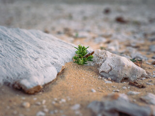 tiny little green plant in the shade of the large rock