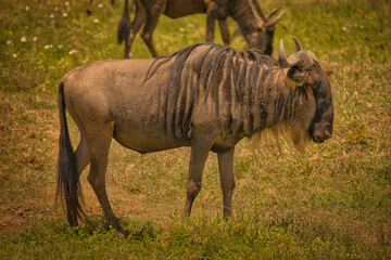 Gnus in Afrika