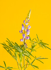 Blue annual wild lupin lupinus angustifolius on a uniform yellow background that highlights its beautiful blue flowers. Fine art.