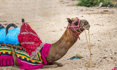 Camel lying on the ground in a colorful dress.