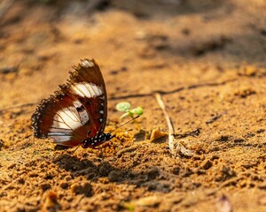 Closeup of a danaid eggfly butterfly on the ground.