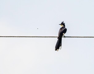 Pied cuckoo perched on a wire against the sky.