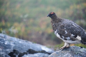 Obraz premium Selective focus of a ptarmigan bird