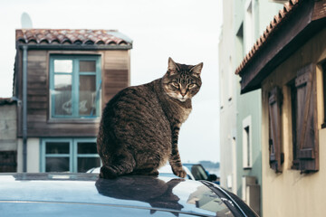 猫