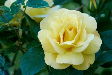 Closeup of a beautiful Rosa 'Arthur Bell'
