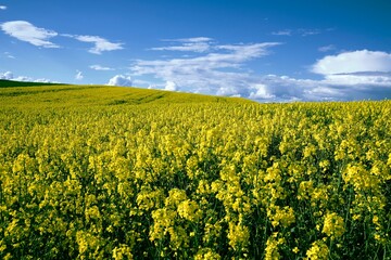 Closeup shot of yellow flowers blossoming in the field