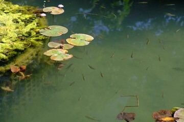 Small fish in the pond in the Botanical garden in Augsburg, Germany.