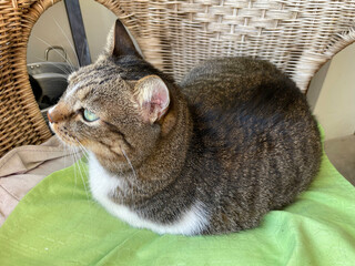 物思いにふける猫