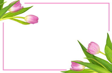 Spring pink tulip flowers in a corner arrangements with a frame isolated on white or transparent background