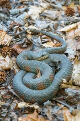Obraz premium Vertical closeup shot of a thick wild snake on a forest floor