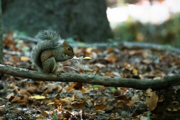 Closeup shot of a brown squirrel on a wooden branch structure in a park