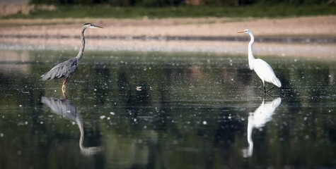 Gray heron and a white egret facing each other in a pond