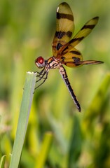 Florida Halloween pennant dragonfly on a stem of a plant against a blurred background