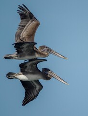 Cocoa pelicans flying over a coast against a blue sky