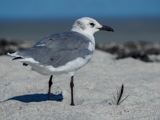 Closeup shot of a seagull on the beach during summer