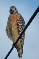 Red-shouldered hawk perching on a telephone wire, vertical shot