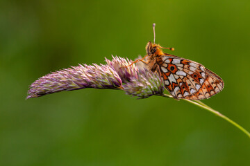 Fototapeta na wymiar Pearl bordered fritillary butterfly on grass