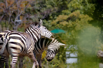 best friend zebra