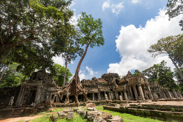 Obraz premium Tree grows out of the remains of the Preah Khan Temple in Siem Reap