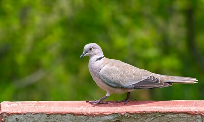 Collared dove (Streptopelia decaocto) standing on a railing