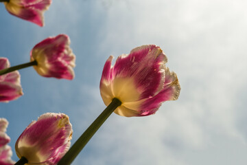 pink tulips against blue sky