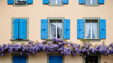 pink house with blue shutters and flowering wisteria