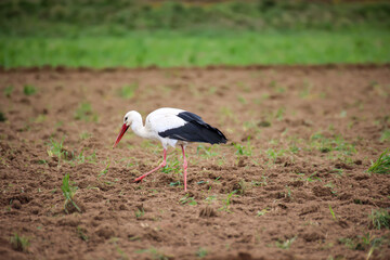 Ein Weißstorch, Ciconidae sucht auf einem frisch umgepflügten Acker nach Mäuse und andere Tiere.
