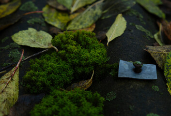 moss and fallen autumn leaves on the roof