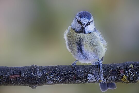 Closeup of an Eurasian blue tit perching on a tree branch on the blurred background