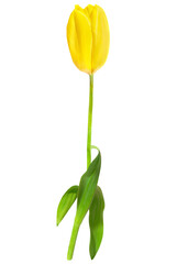 Yellow tulip spring flower in PNG isolated on transparent background