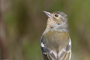 Close up of a common chaffinch (Fringilla coelebs) looking up on a blurred, natural background