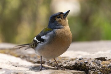 Close up of a common chaffinch (Fringilla coelebs) perched on a rock, on blurred natural background