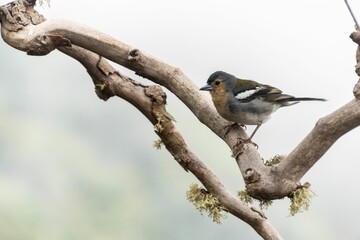 Close up of a common chaffinch (Fringilla coelebs) perched on a tree branch on blurred background