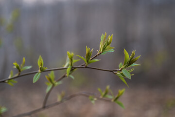 young green leaves on branches