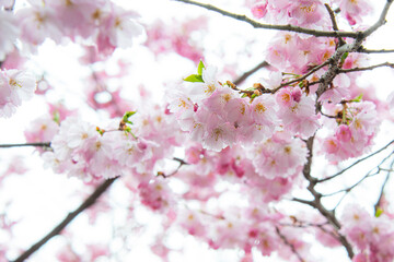Selective focus of beautiful branches of pink Cherry blossoms on the tree under blue sky, Beautiful Sakura flowers during spring season in the park, Flora pattern texture, Nature floral background.