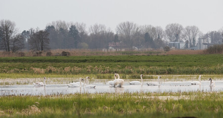 swans floating on the backwater