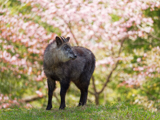 ニホンカモシカ