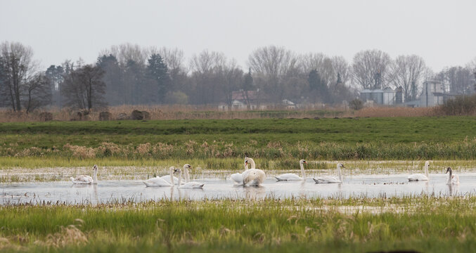 swans floating on the backwater © Przemek