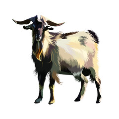 Vector illustration of a goat on a white isolated background. Vector goat rendered naturally